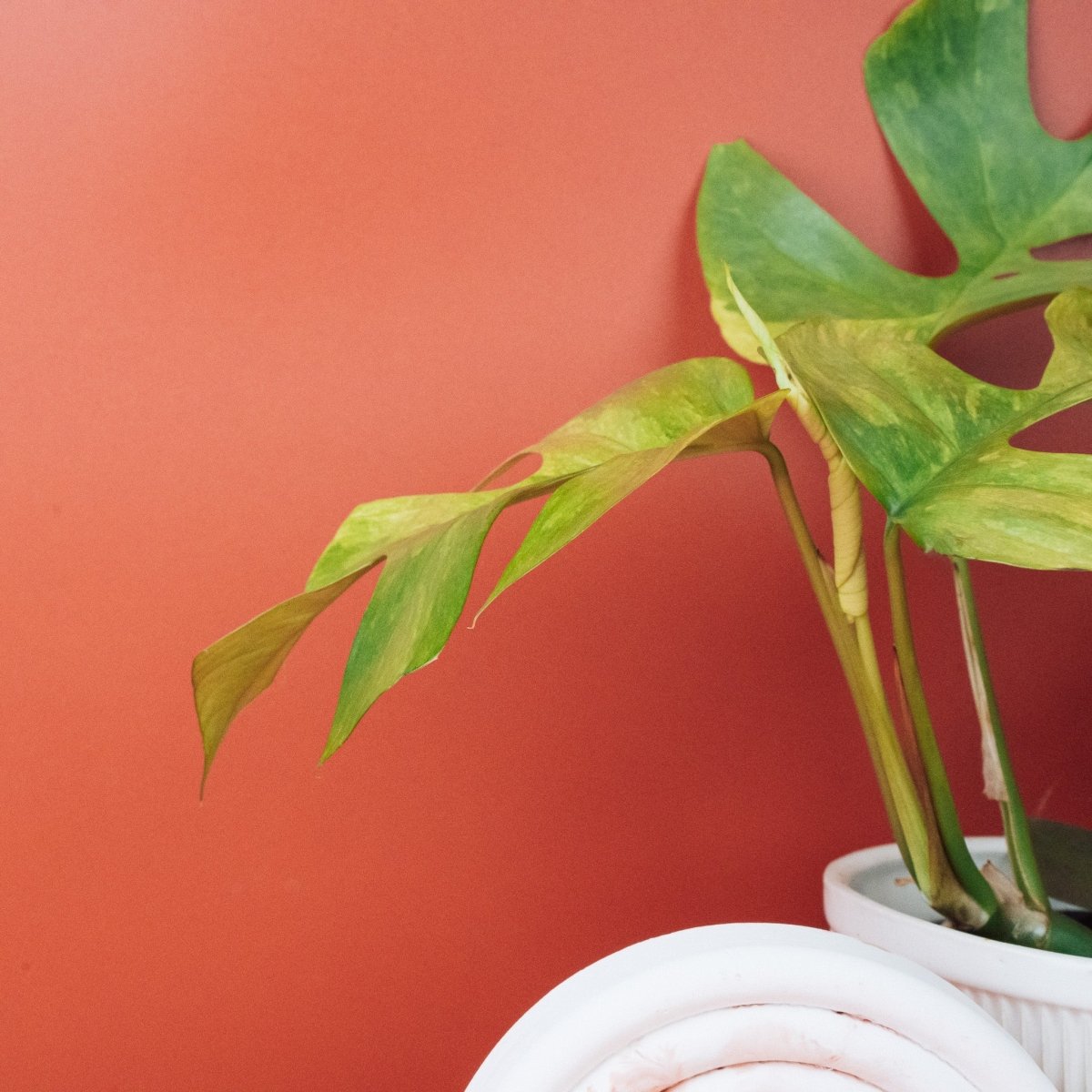 MONSTERA MINIMA VARIEGATA online bestellen bei potflourri