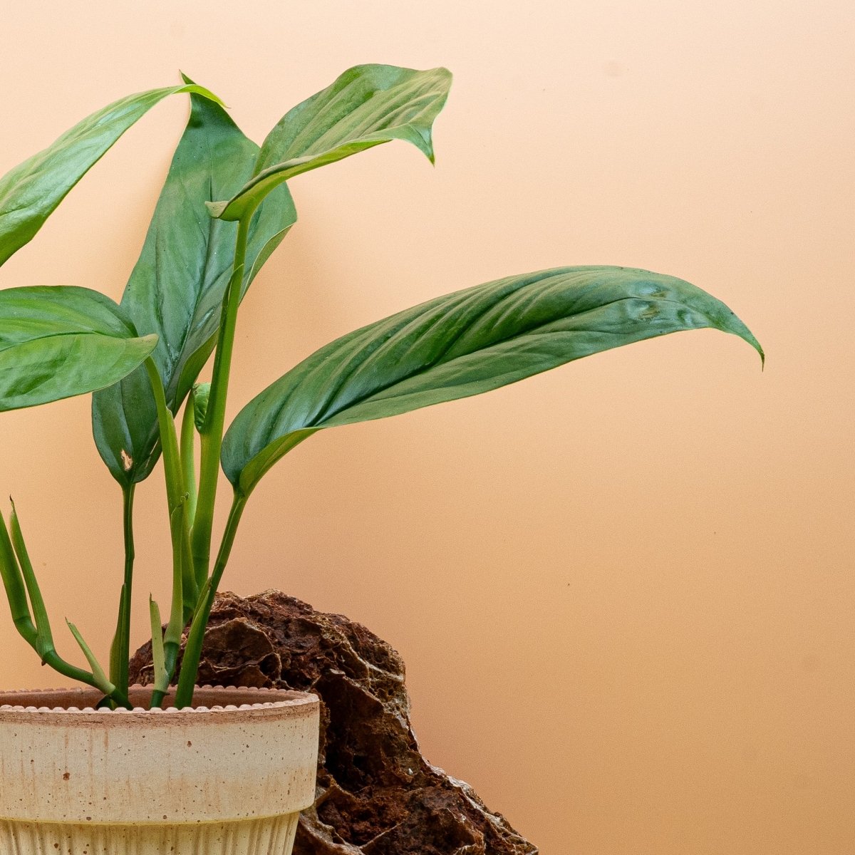 MONSTERA OBLIQUA AMAZONAS online bestellen bei potflourri