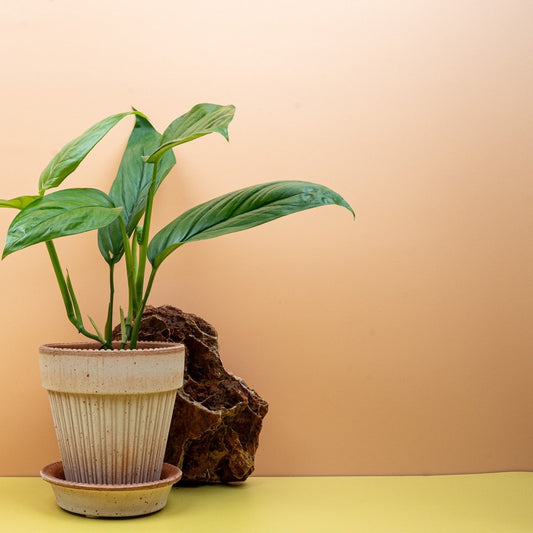 MONSTERA OBLIQUA AMAZONAS online bestellen bei potflourri