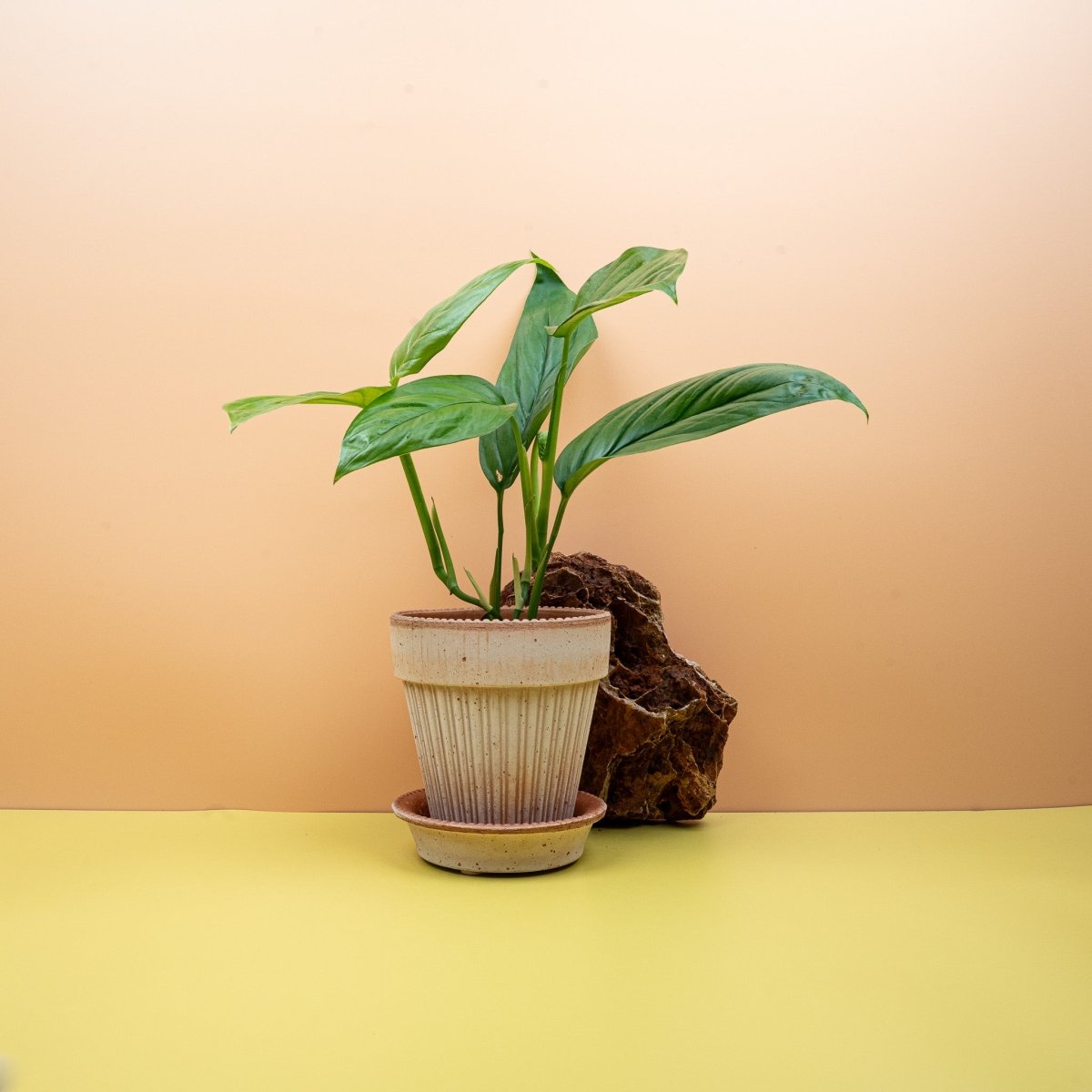 MONSTERA OBLIQUA AMAZONAS online kaufen bei potflourri