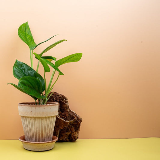 MONSTERA OBLIQUA CANELLOS online bestellen bei potflourri