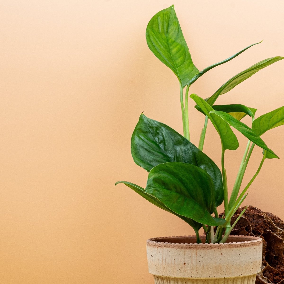 MONSTERA OBLIQUA CANELLOS online bestellen bei potflourri