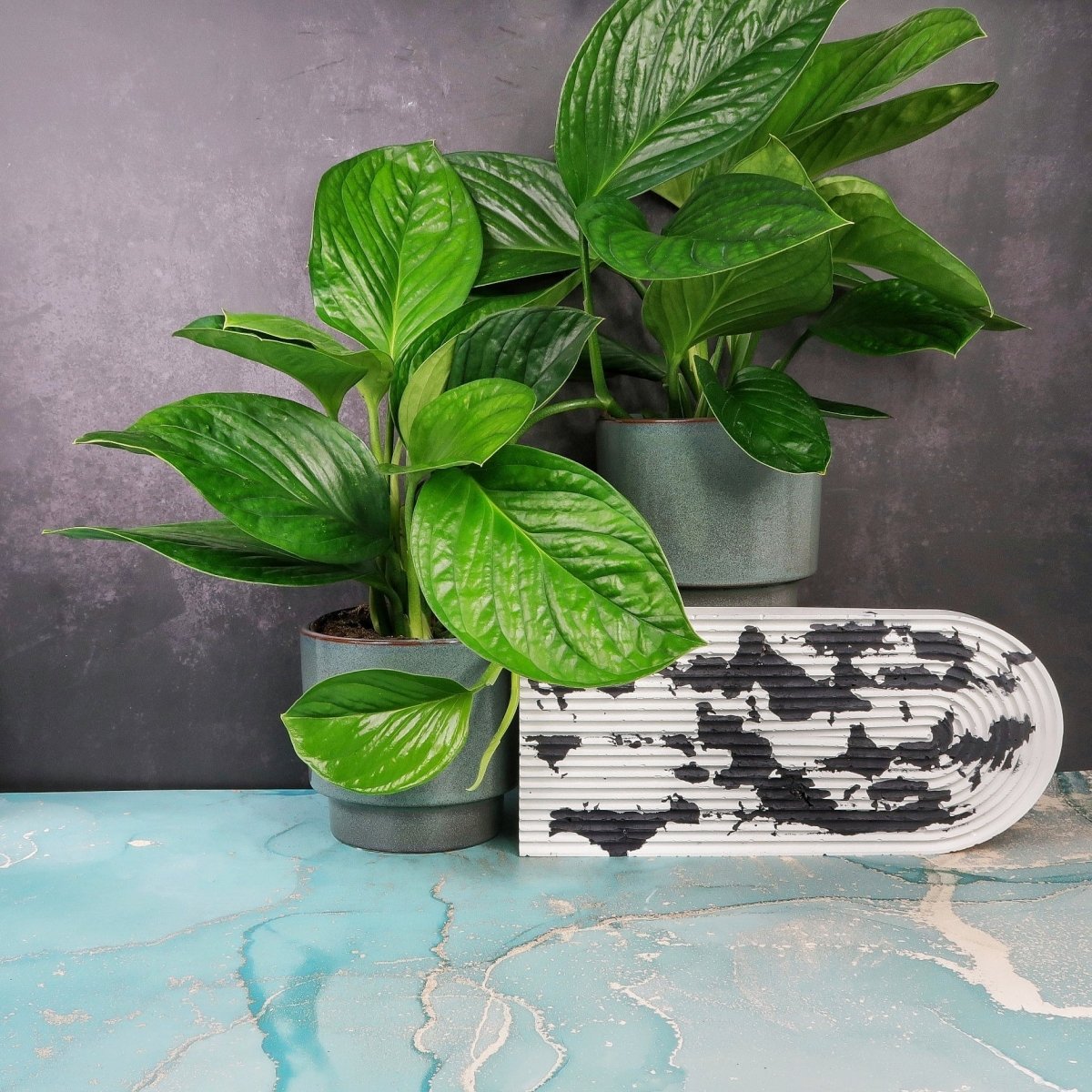 MONSTERA PINNATIPARTITA online kaufen bei potflourri