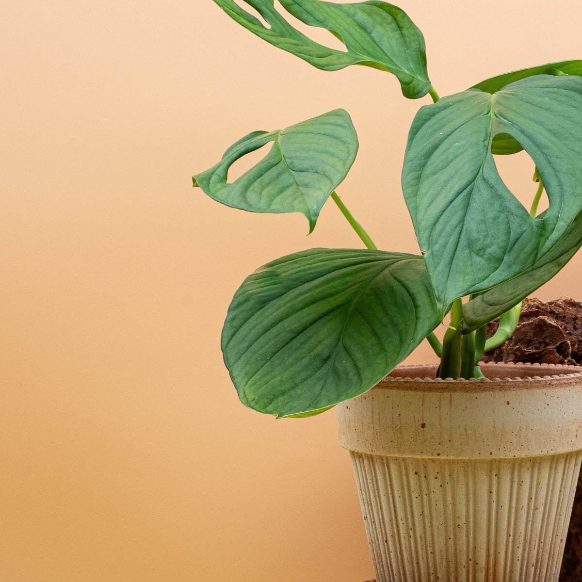 MONSTERA SP LOLI online bestellen bei potflourri