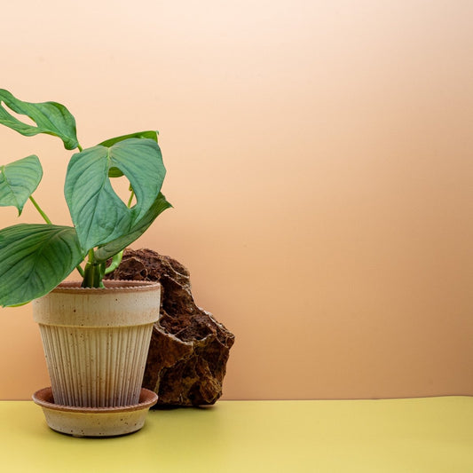 MONSTERA SP LOLI online bestellen bei potflourri