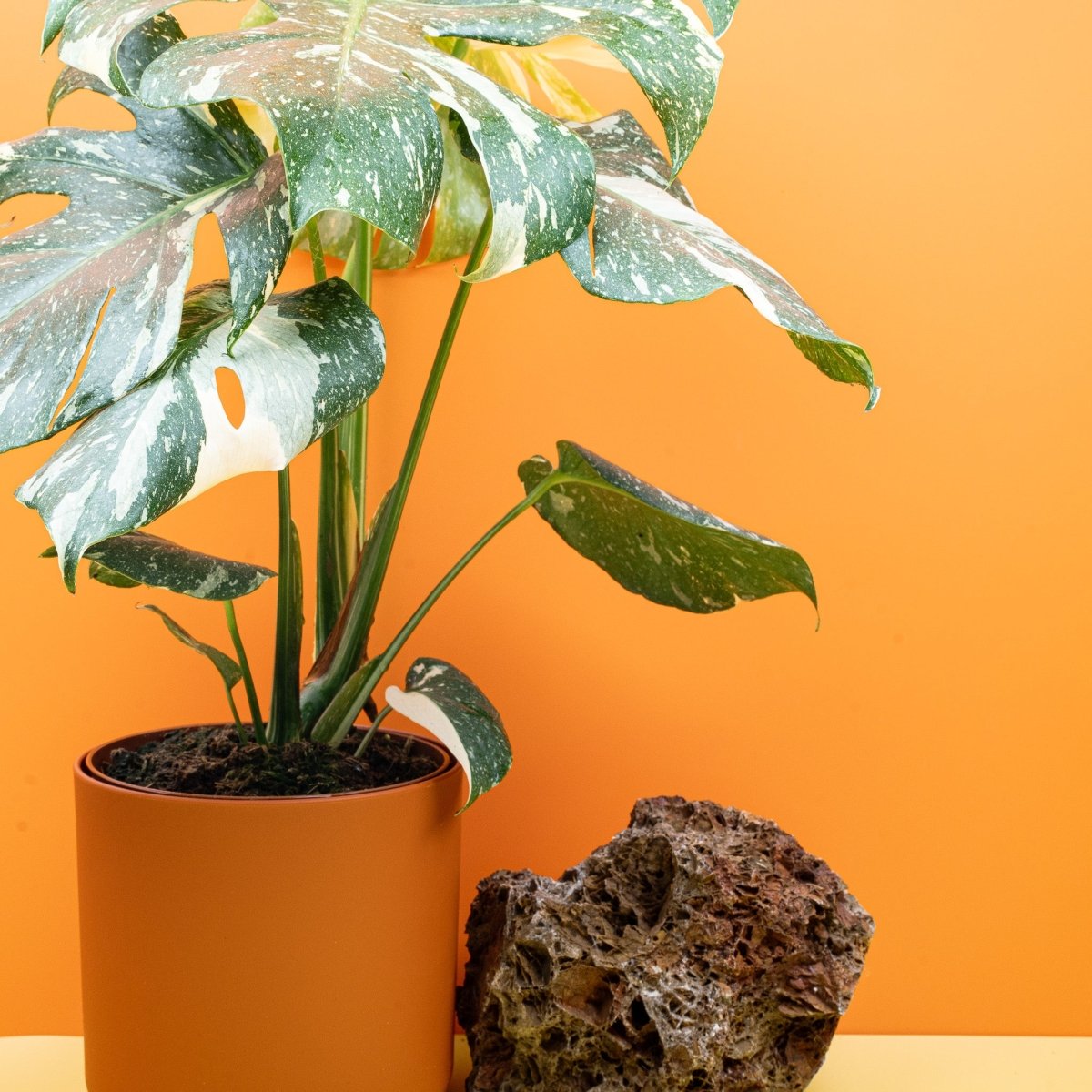 MONSTERA THAI CONSTELLATION online bestellen bei potflourri