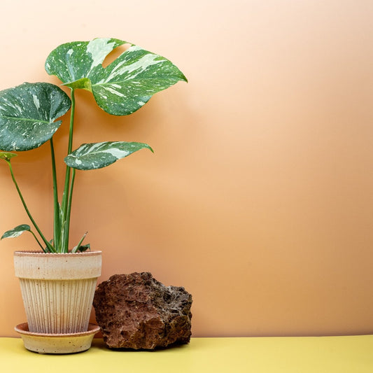 MONSTERA THAI CONSTELLATION online bestellen bei potflourri