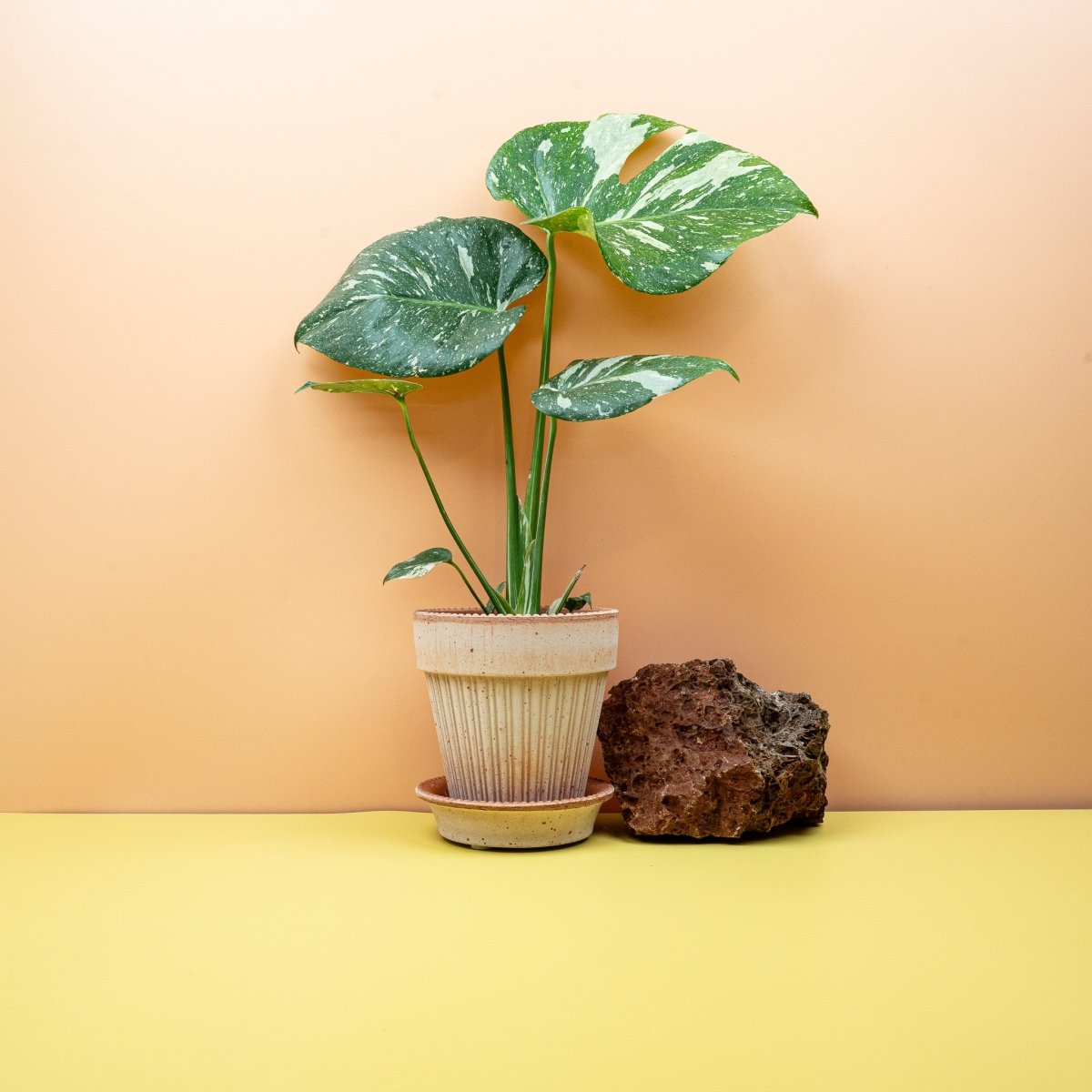 MONSTERA THAI CONSTELLATION online kaufen bei potflourri