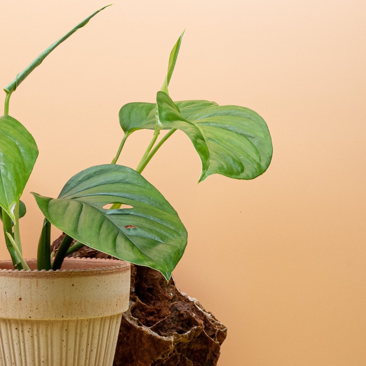 MONSTERA XANTOSPATHA online bestellen bei potflourri
