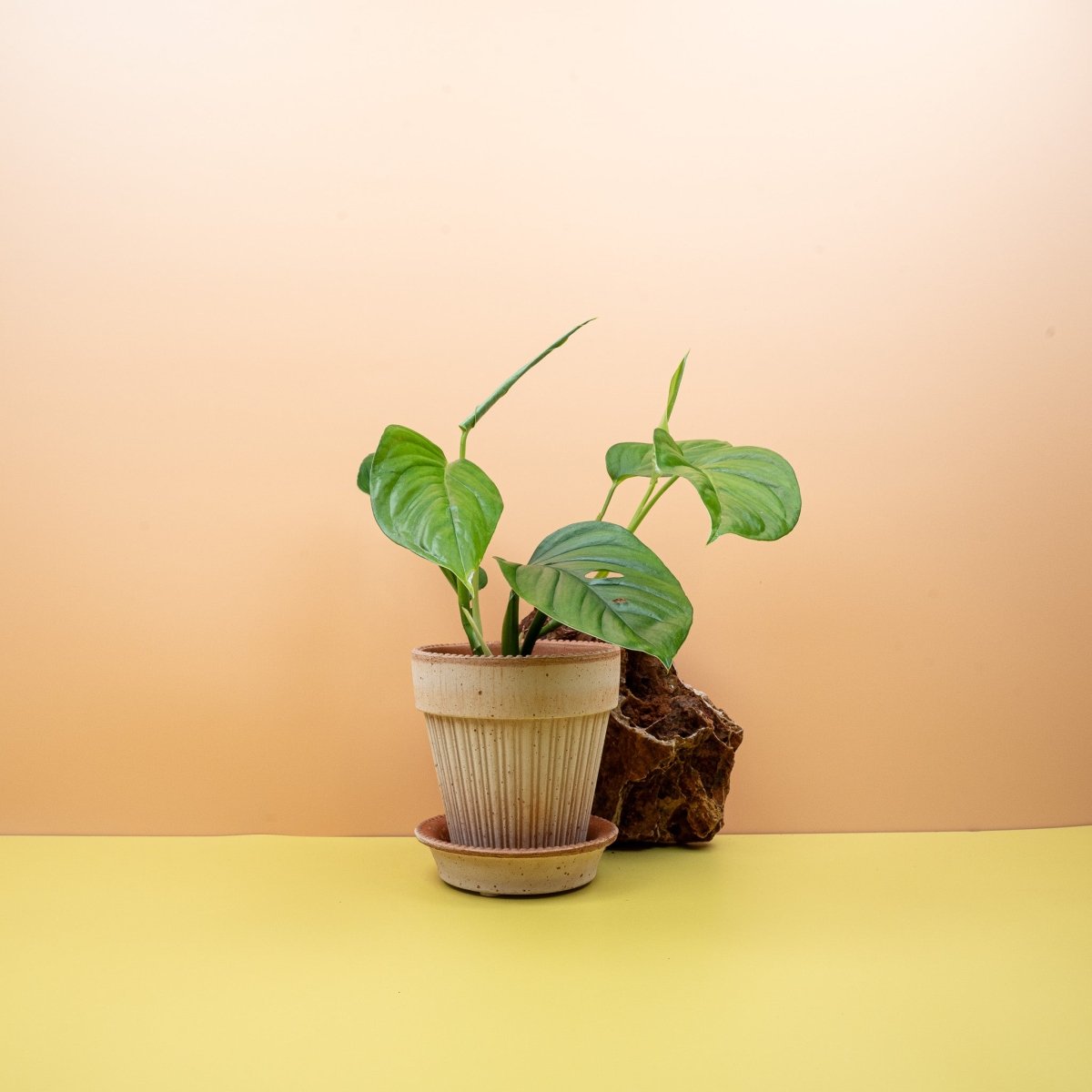 MONSTERA XANTOSPATHA online kaufen bei potflourri