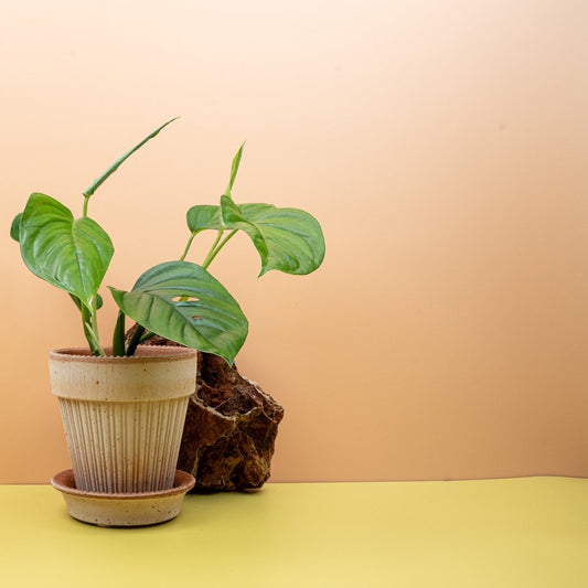 MONSTERA XANTOSPATHA online bestellen bei potflourri