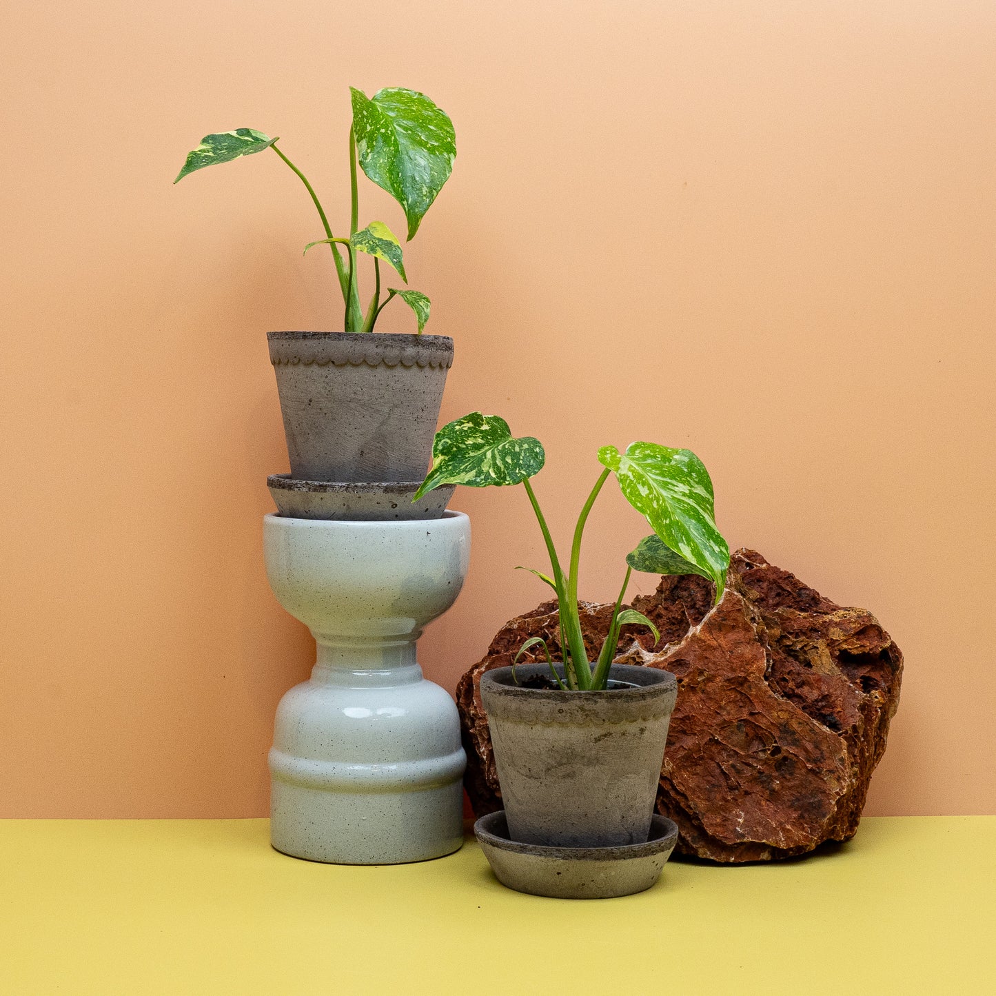 Monstera Electro Light in Größe XS, gelb gesprenkeltes Fensterblatt – potflourri