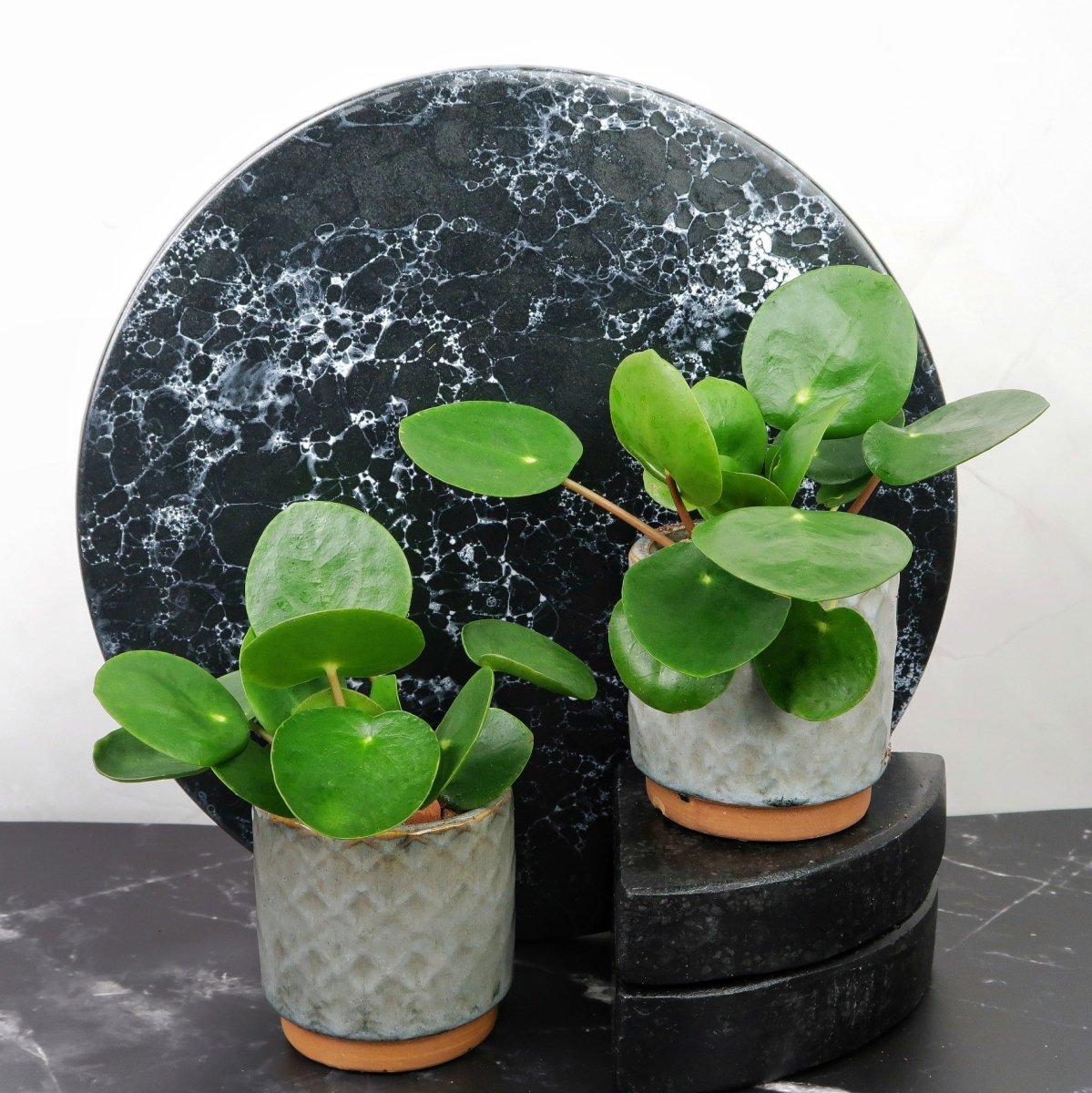 PEPEROMIA PILEA online bestellen bei potflourri