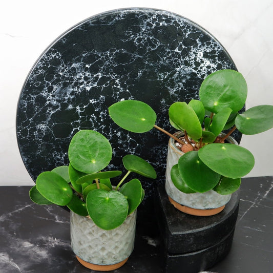 Peperomia Pilea – Pfannkuchenpflanze – potflourri