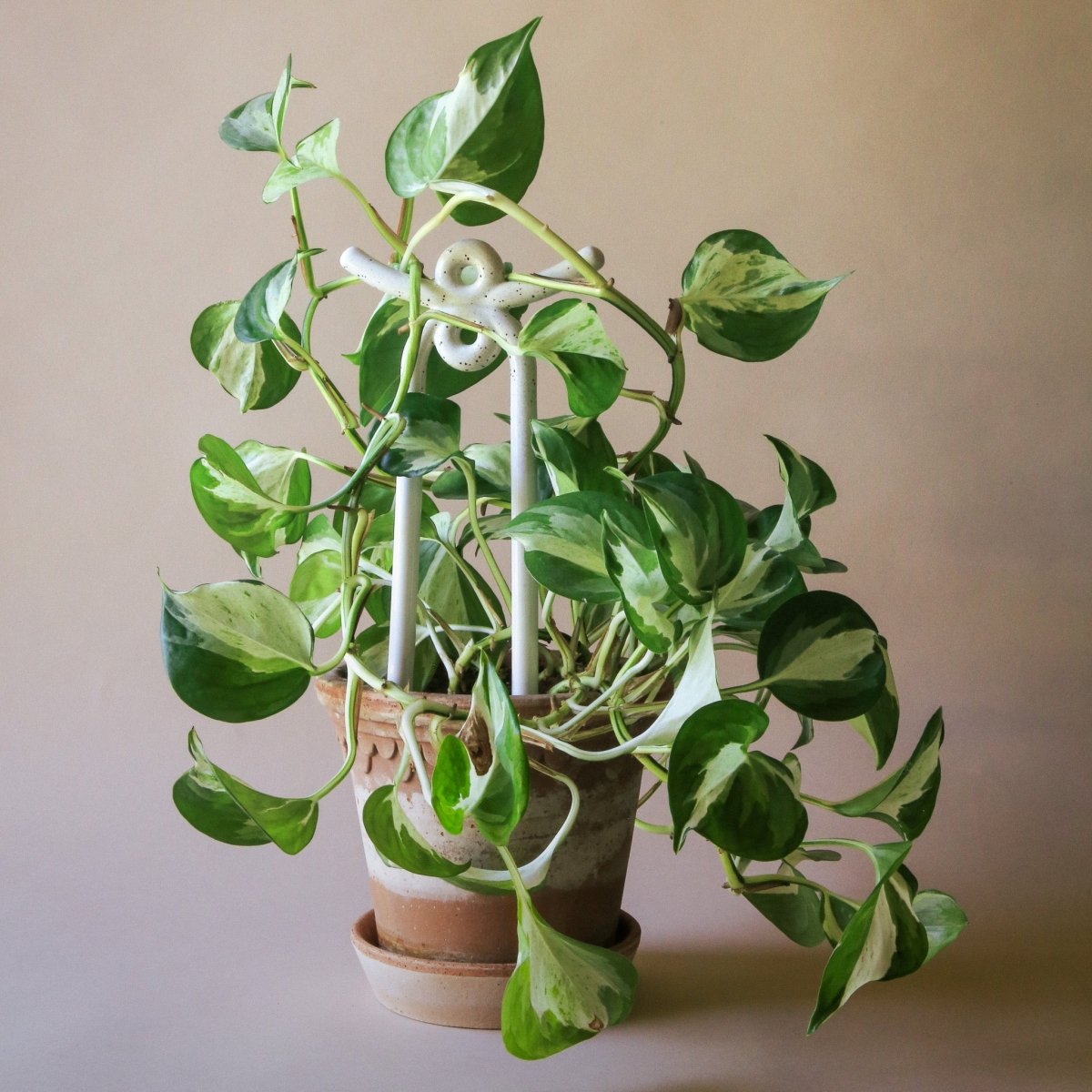 PFLANZENSTÜTZE - BERGS FOLK online bestellen bei potflourri