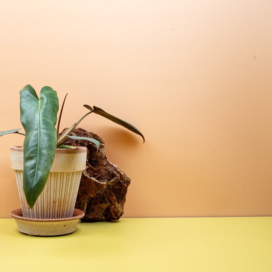 PHILODENDRON ATABAPOENSE online bestellen bei potflourri