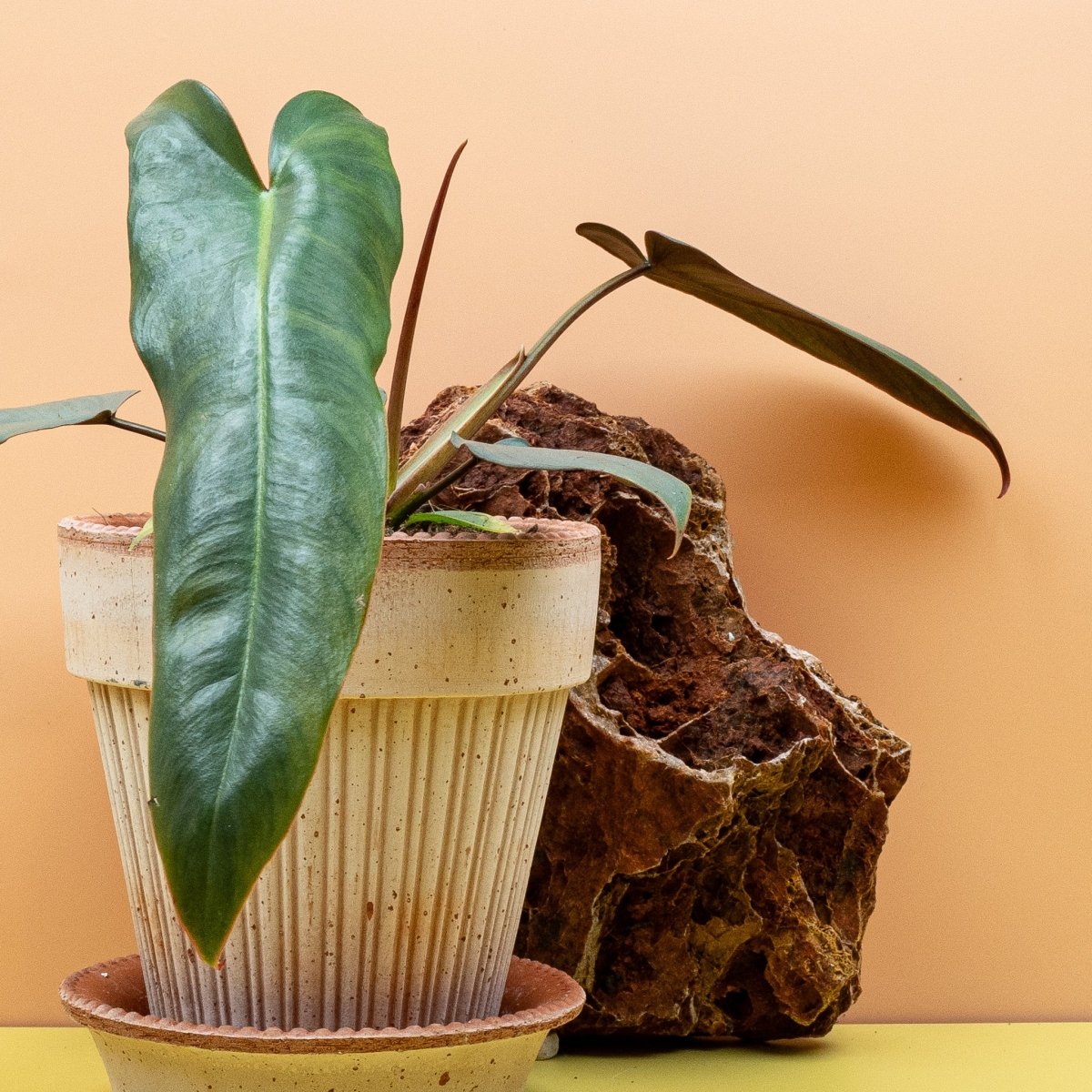 PHILODENDRON ATABAPOENSE online bestellen bei potflourri