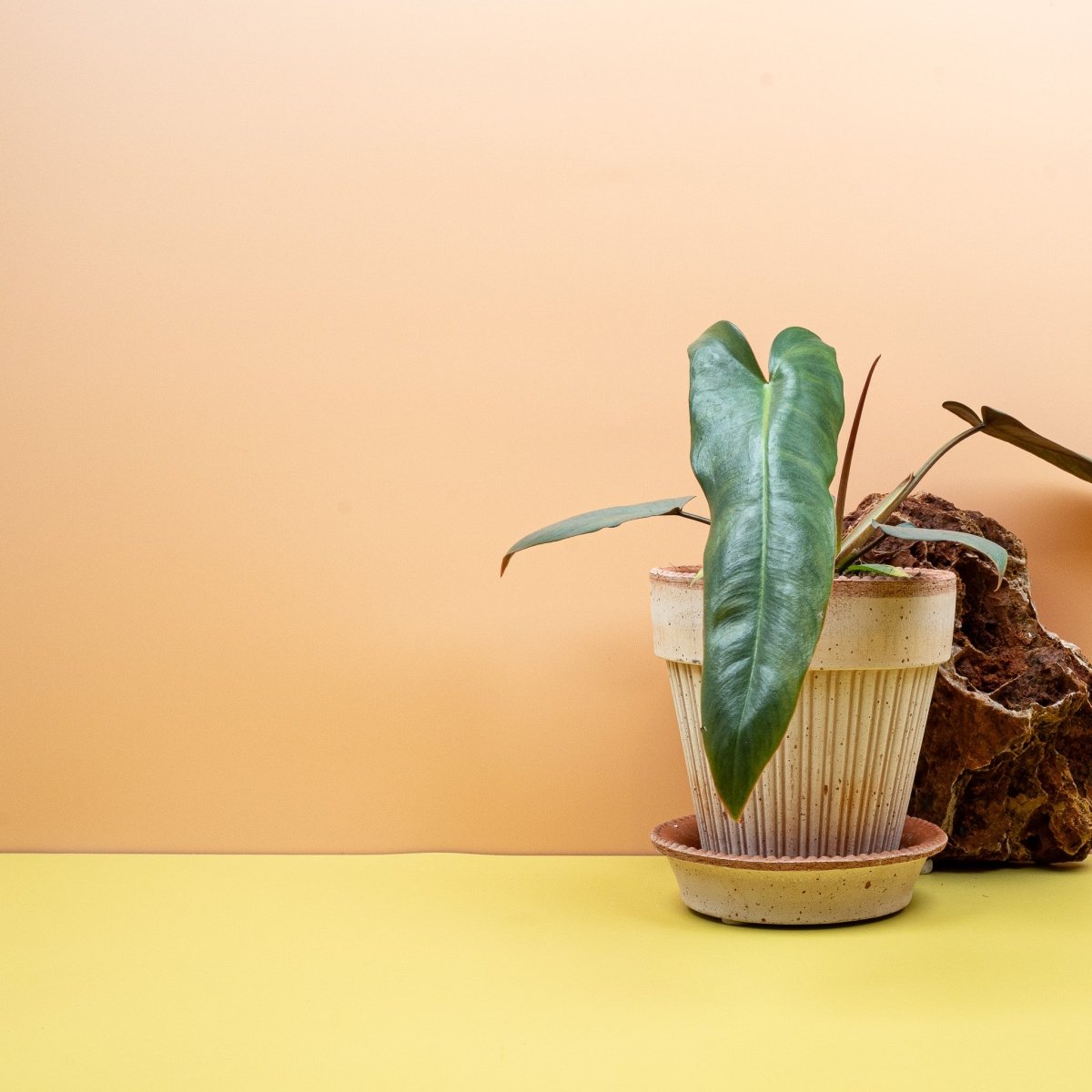 PHILODENDRON ATABAPOENSE online bestellen bei potflourri