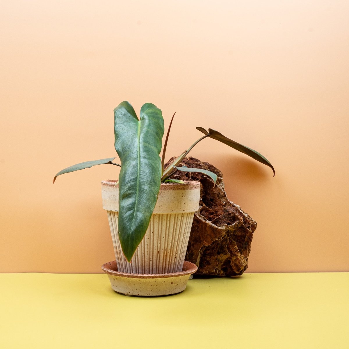 PHILODENDRON ATABAPOENSE online bestellen bei potflourri