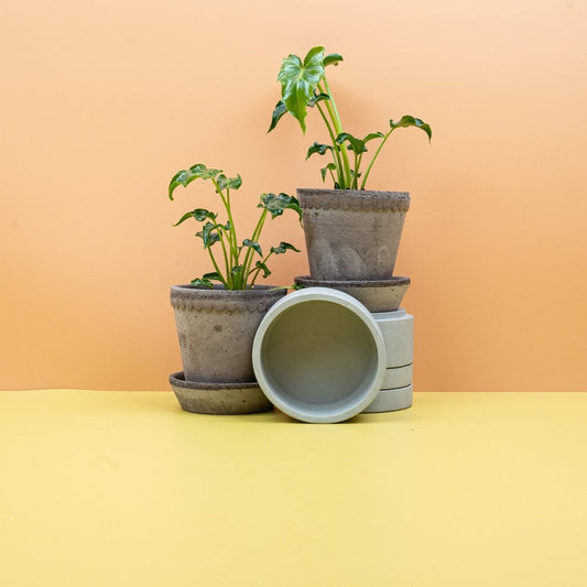 PHILODENDRON ATLANTIS online bestellen bei potflourri