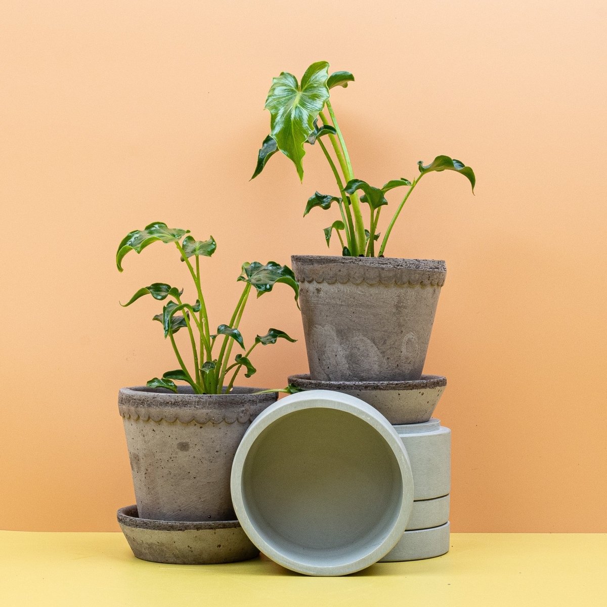 PHILODENDRON ATLANTIS online bestellen bei potflourri