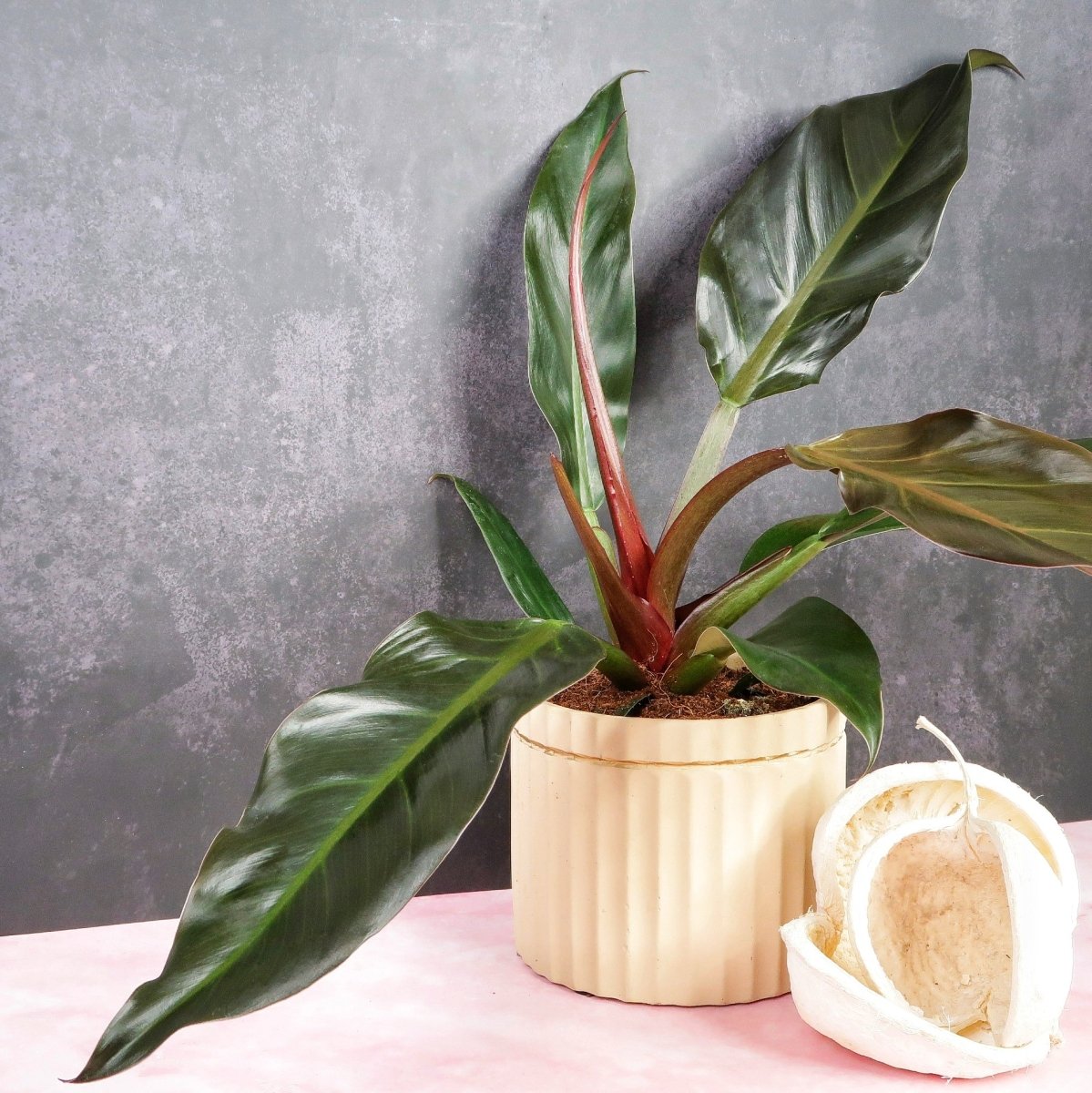 PHILODENDRON AUTUMN online bestellen bei potflourri