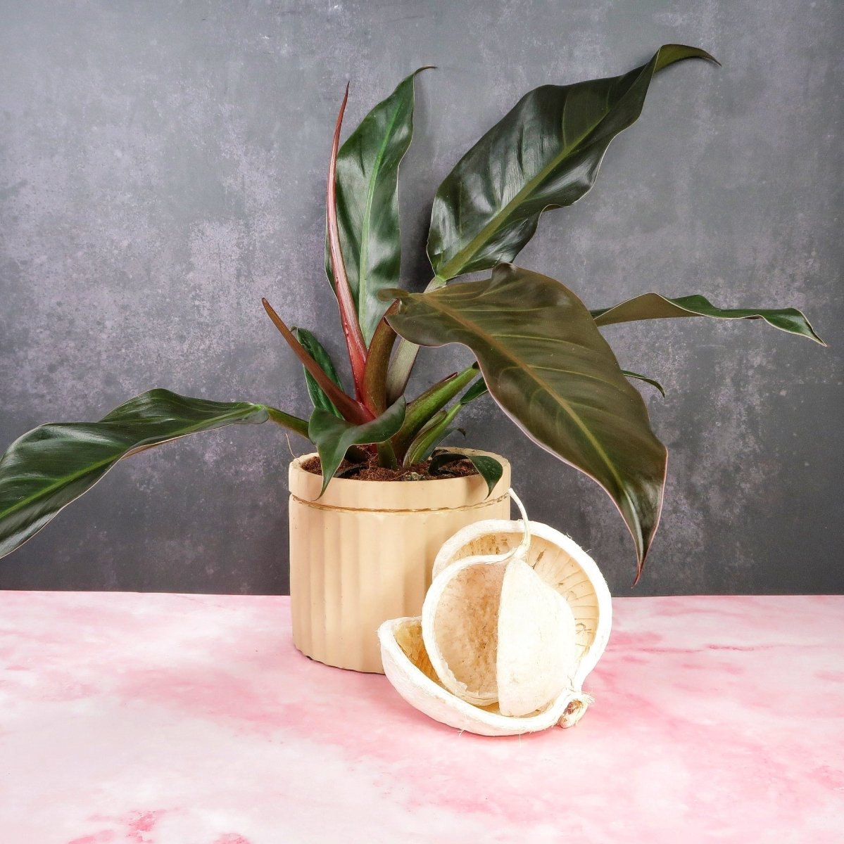 autumn philodendron PHILODENDRON AUTUMN online kaufen bei potflourri