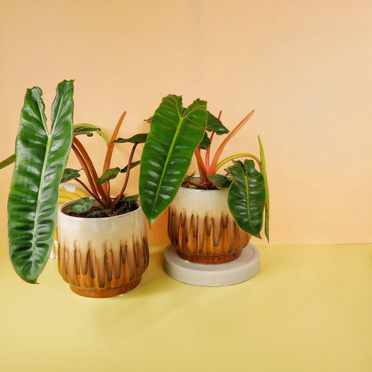 Philodendron Billietiae – Zimmerpflanze mit orangenen Blattstielen – potflourri