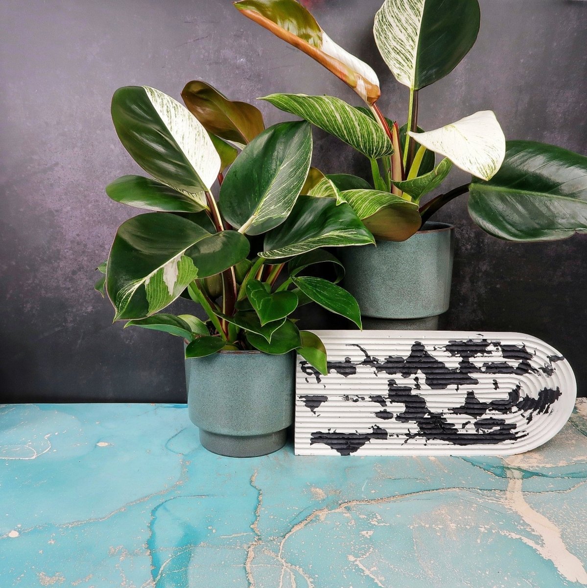 philodendron variegata kaufen PHILODENDRON BIRKIN VARIEGATA MUTANTE kaufen bei potflourri