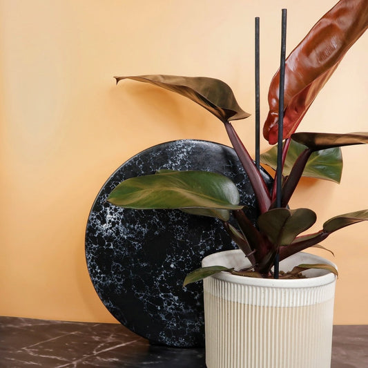 Philodendron Black Cardinal – Zimmerpflanze mit fast schwarzen Blättern – potflourri