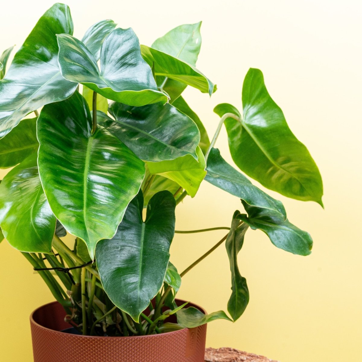 PHILODENDRON BURLE MARX online bestellen bei potflourri