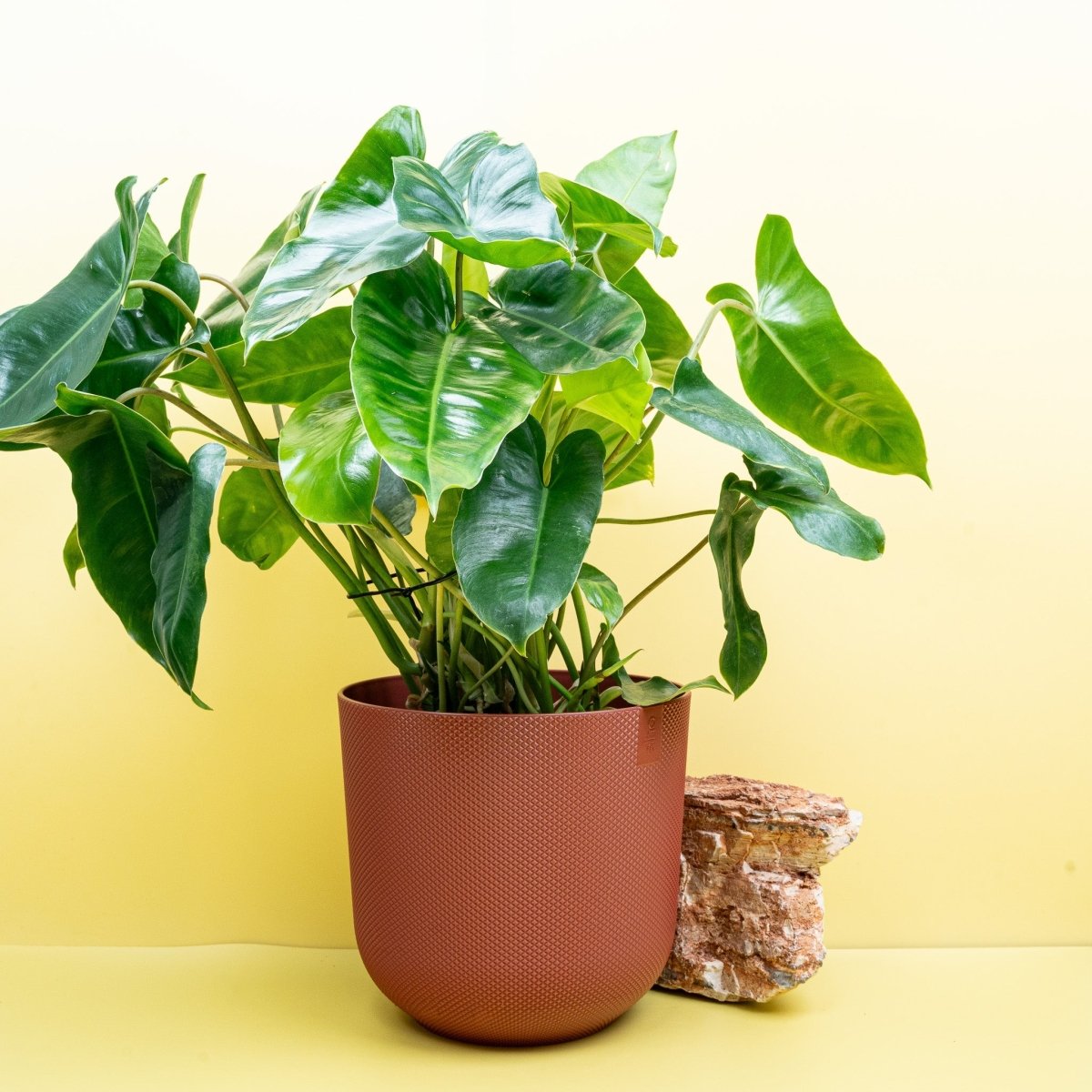 philodendron verrucosum ebay Runo Plants | Rare & Collectors' Plants main image 0
