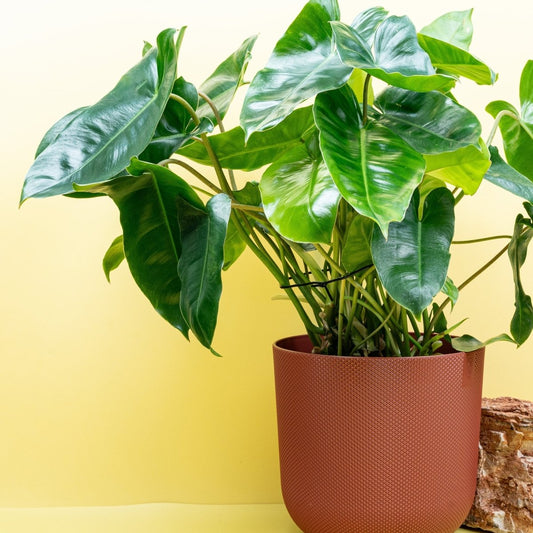 PHILODENDRON BURLE MARX online bestellen bei potflourri