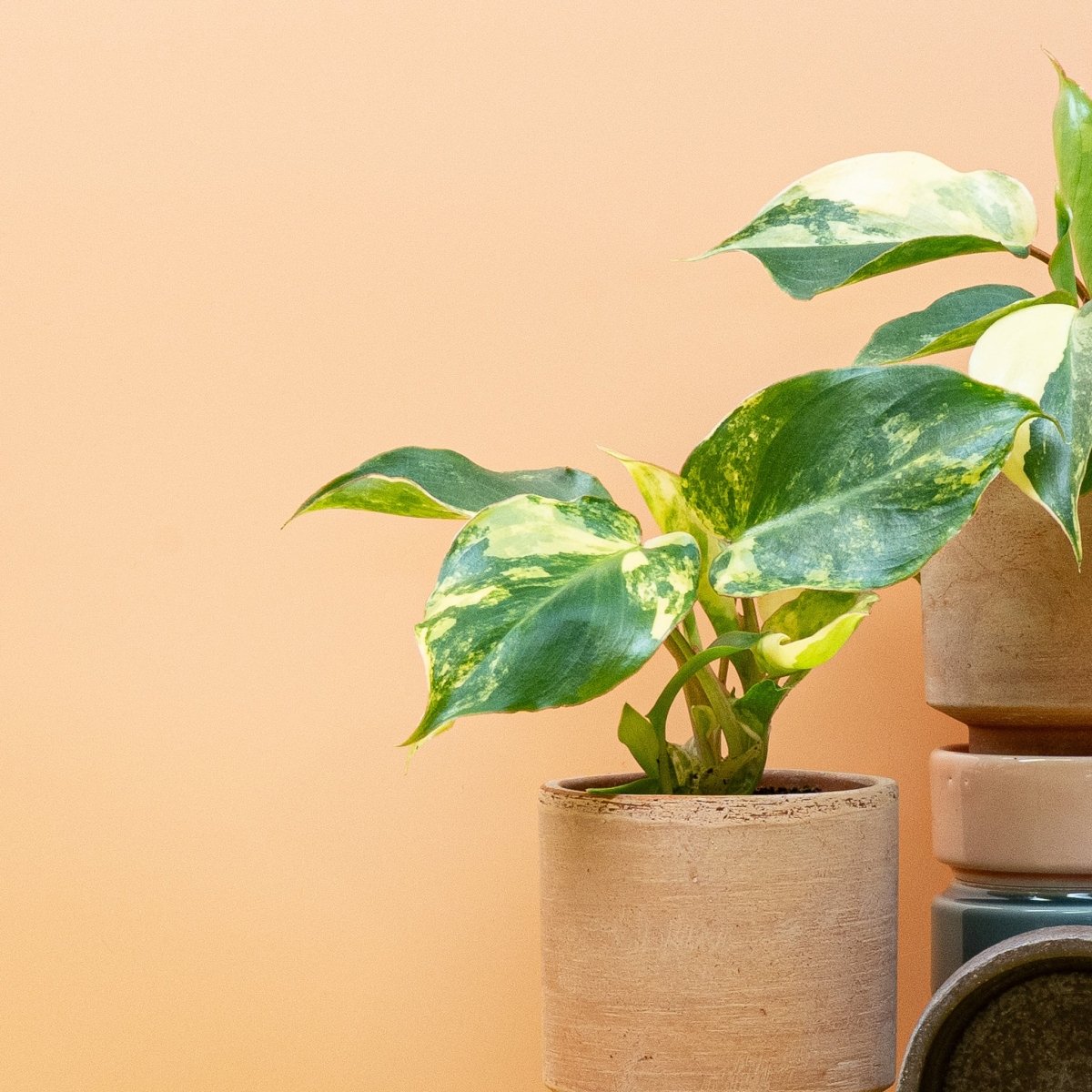 PHILODENDRON BURLE MARX VARIEGATA online bestellen bei potflourri