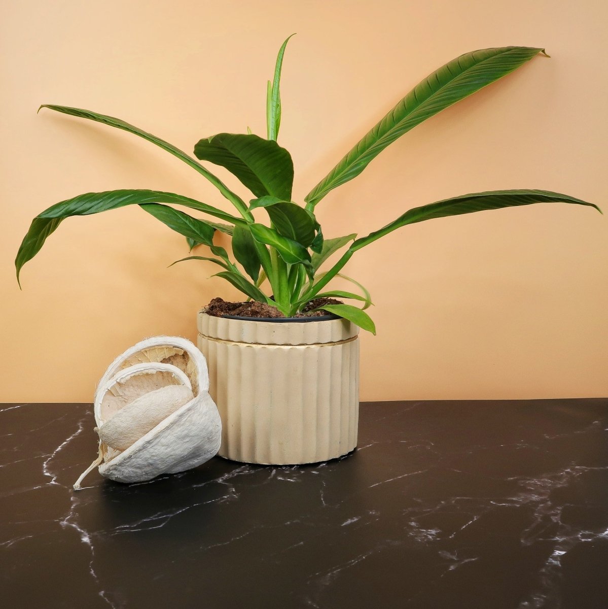 PHILODENDRON CAMPII LYNETTE online kaufen bei potflourri
