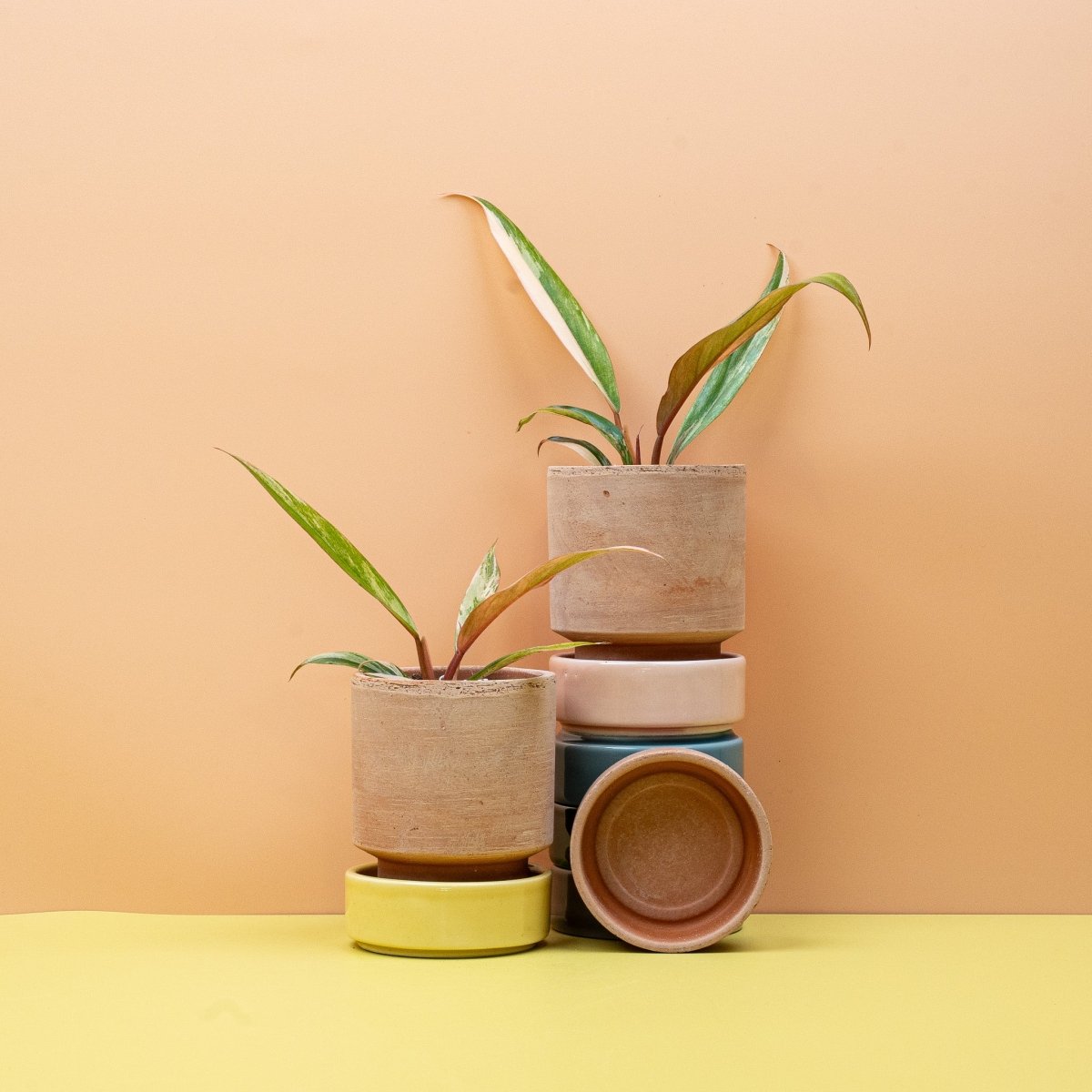 PHILODENDRON CARAMEL MARBLE online bestellen bei potflourri