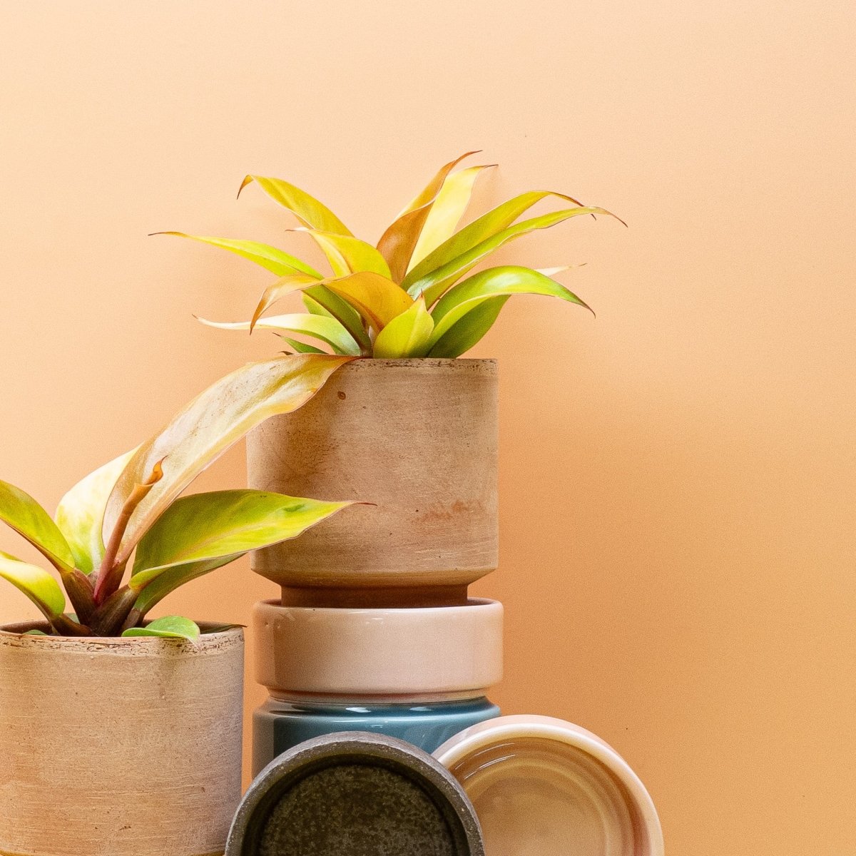 PHILODENDRON CHERRY RED online bestellen bei potflourri