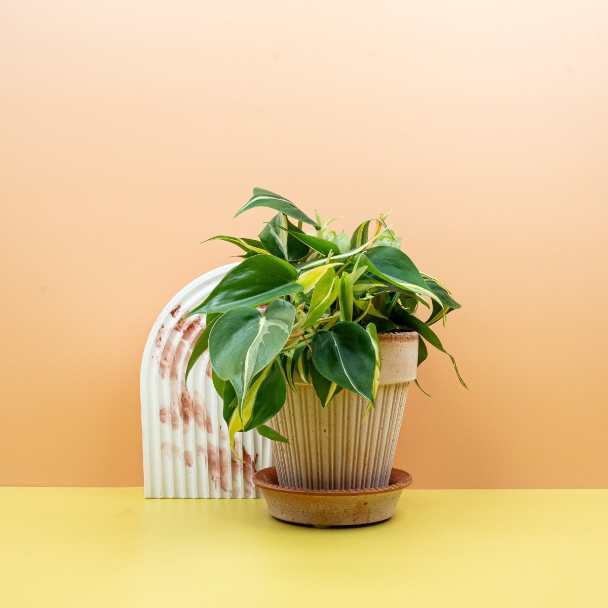 PHILODENDRON CREAM SPLASH online bestellen bei potflourri
