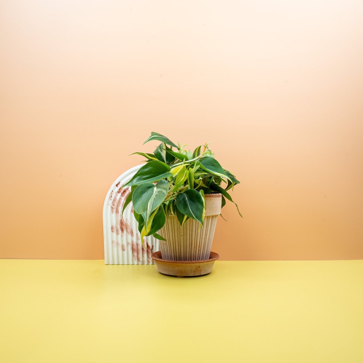 PHILODENDRON CREAM SPLASH online kaufen bei potflourri