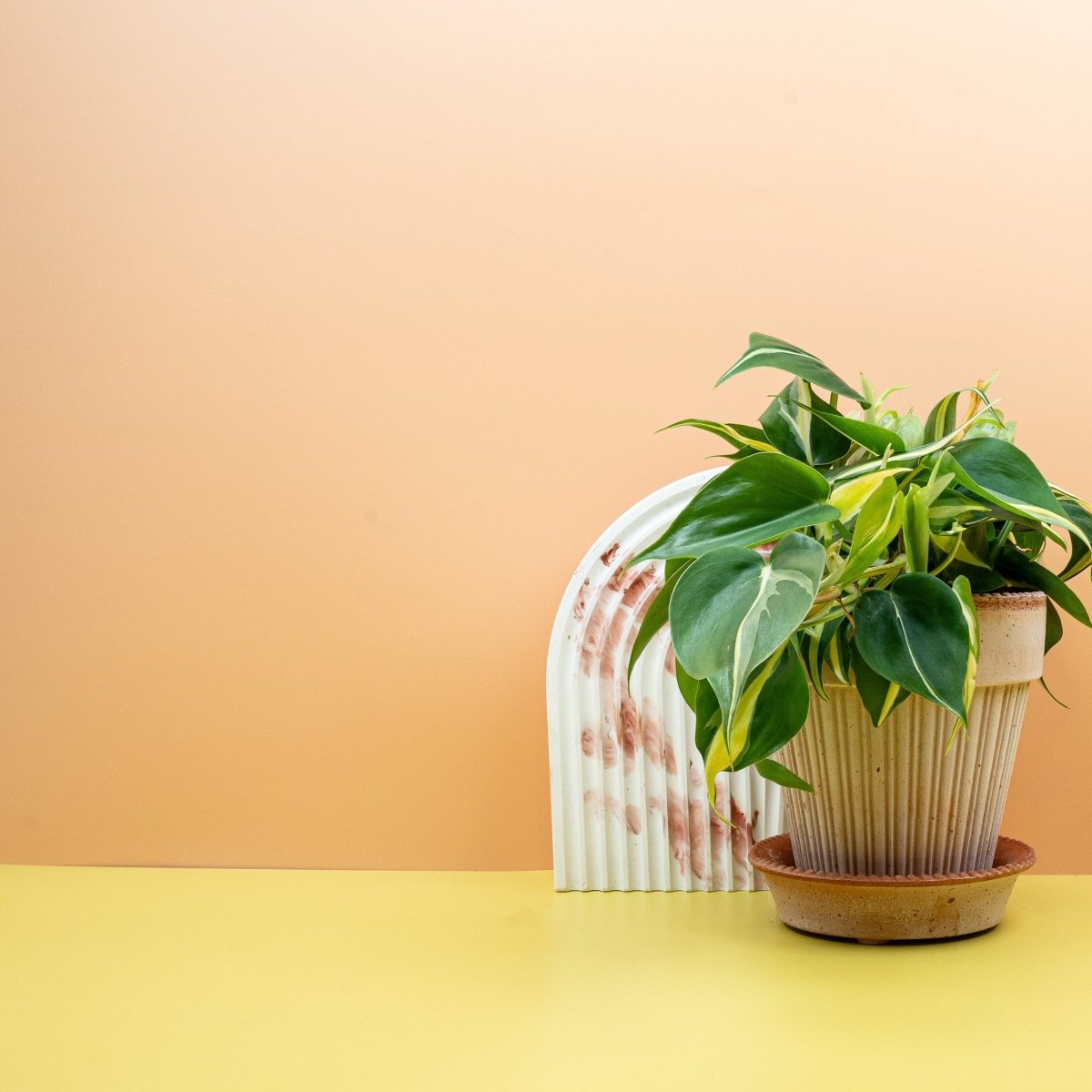 PHILODENDRON CREAM SPLASH online bestellen bei potflourri