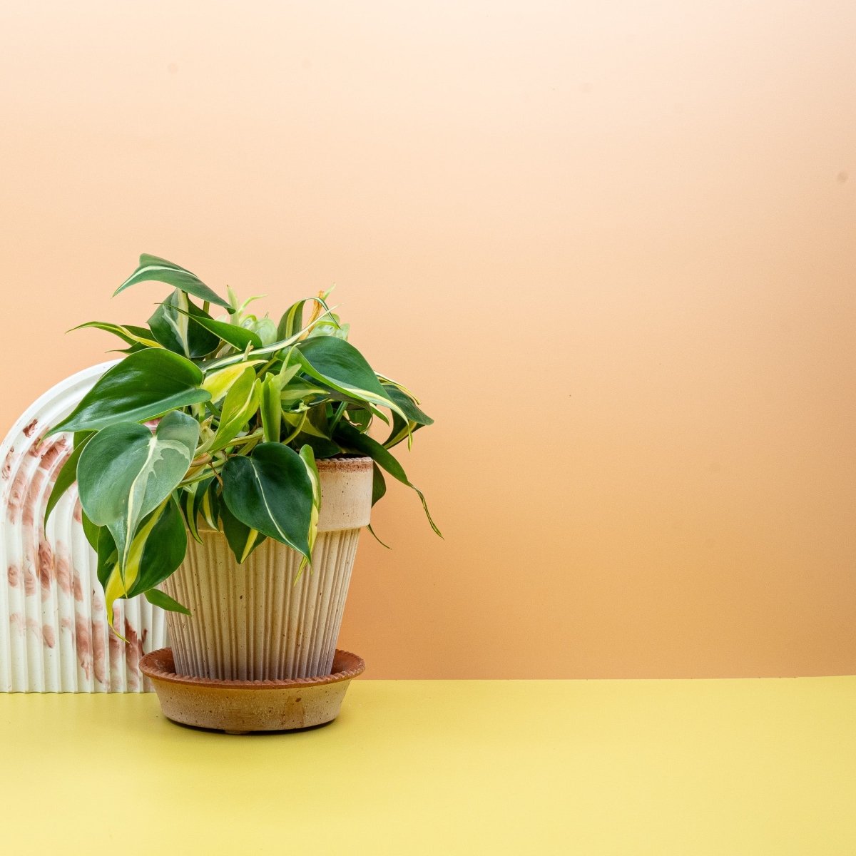 PHILODENDRON CREAM SPLASH online bestellen bei potflourri