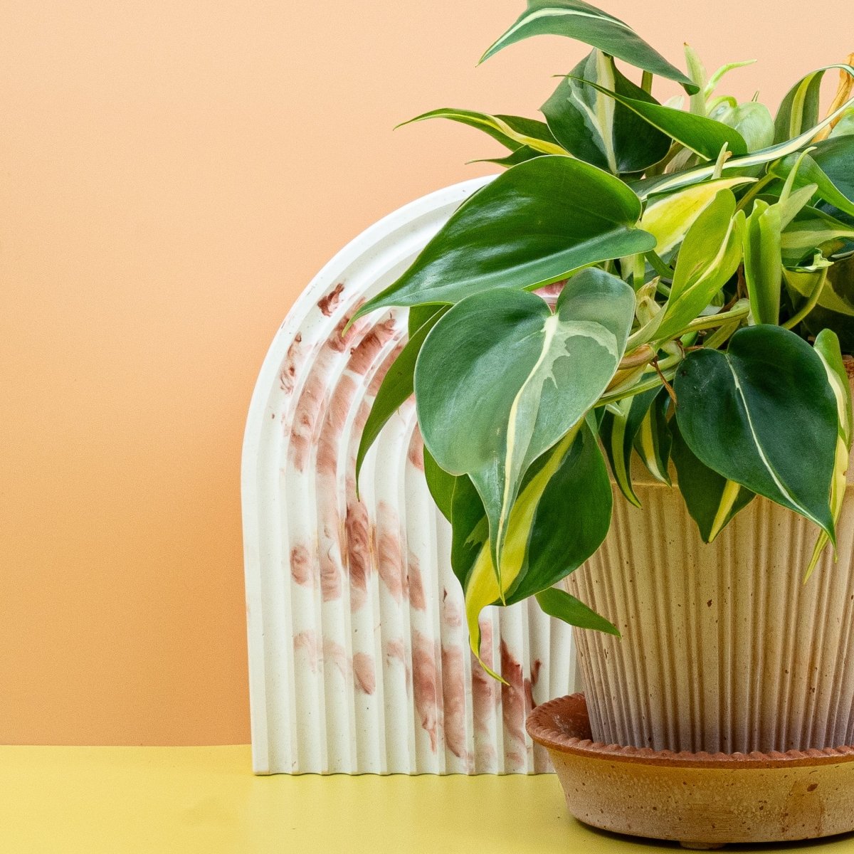PHILODENDRON CREAM SPLASH online bestellen bei potflourri