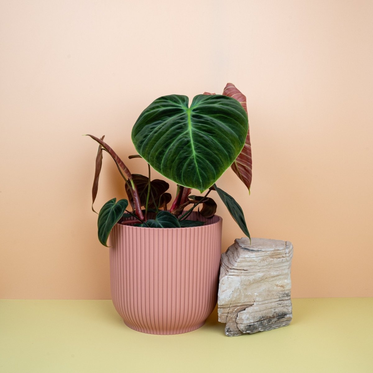 PHILODENDRON EL CHOCO RED online kaufen bei potflourri