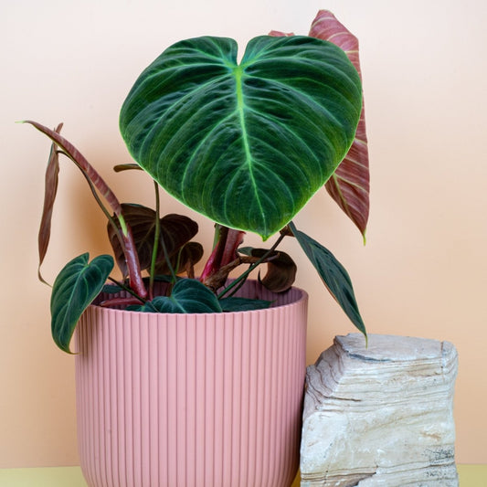 Philodendron El Choco Red, herzförmige Blätter mit roter Rückseite – potflourri