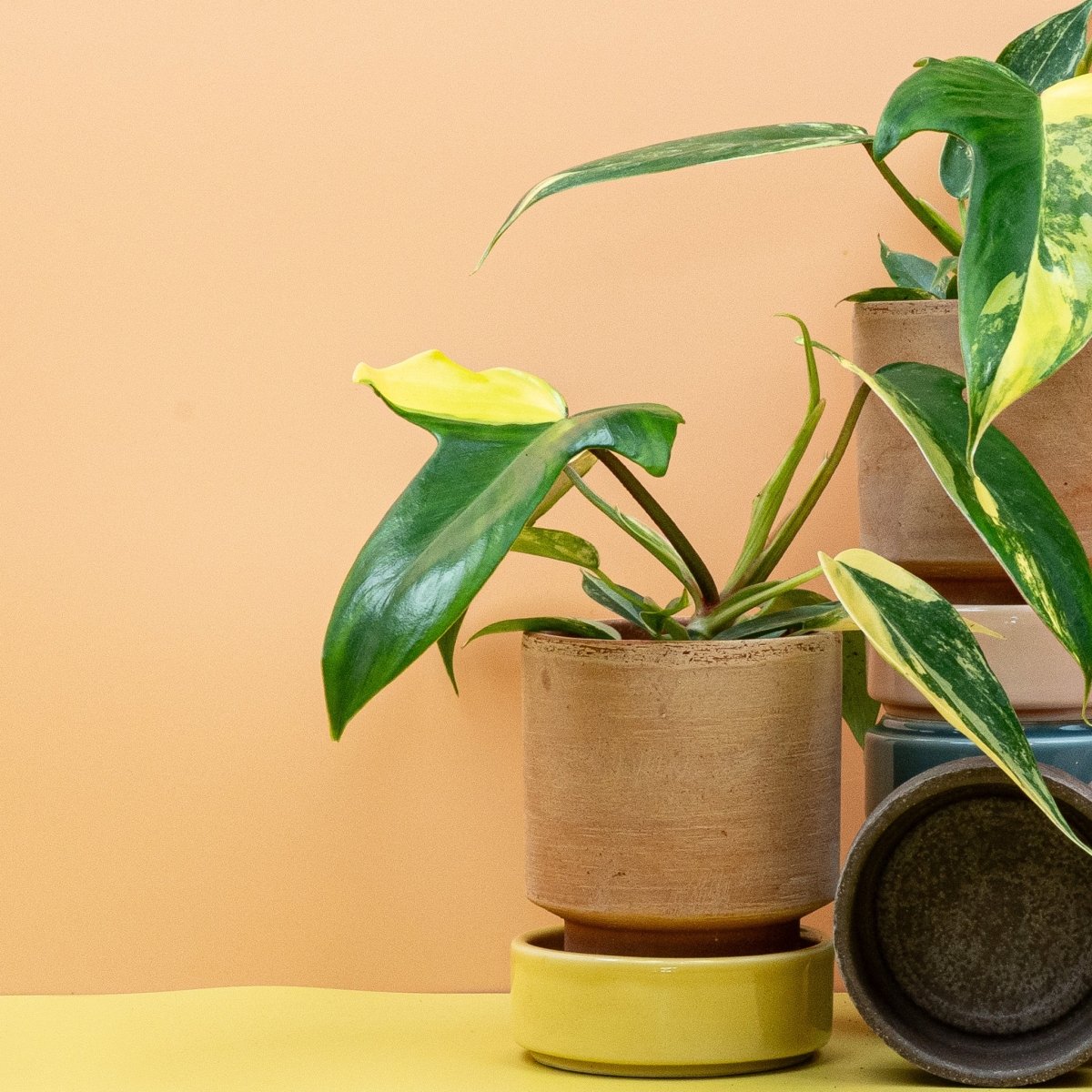 PHILODENDRON FLORIDA BEAUTY online bestellen bei potflourri