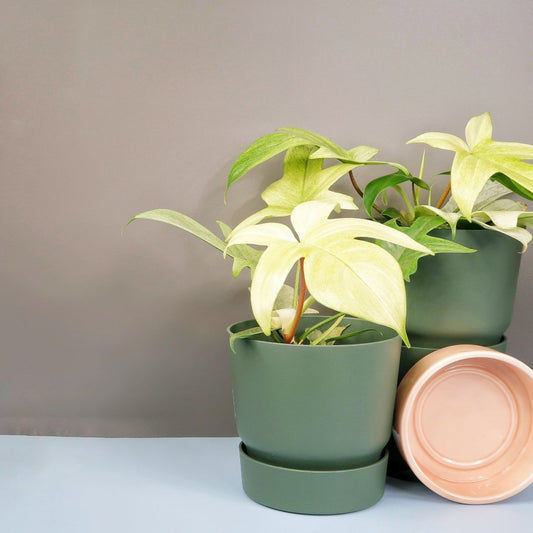 Philodendron Florida Ghost – Zimmerpflanze mit weißen Jungblättern – potflourri