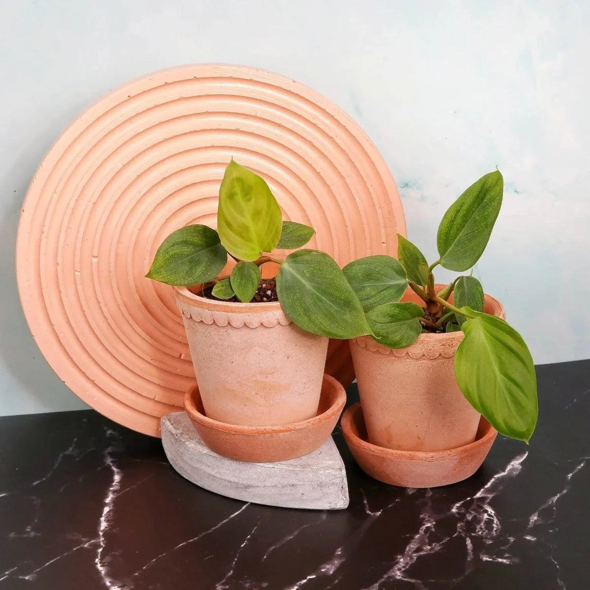 PHILODENDRON FUZZY PETIOLE online bestellen bei potflourri