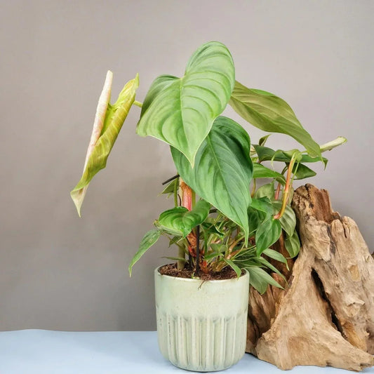 PHILODENDRON FUZZY PETIOLE online bestellen bei potflourri