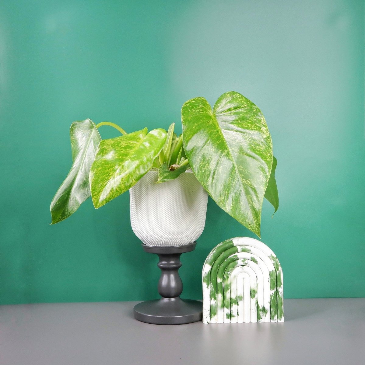 philodendron variegata kaufen PHILODENDRON GIGANTUM VARIEGATA online kaufen bei potflourri