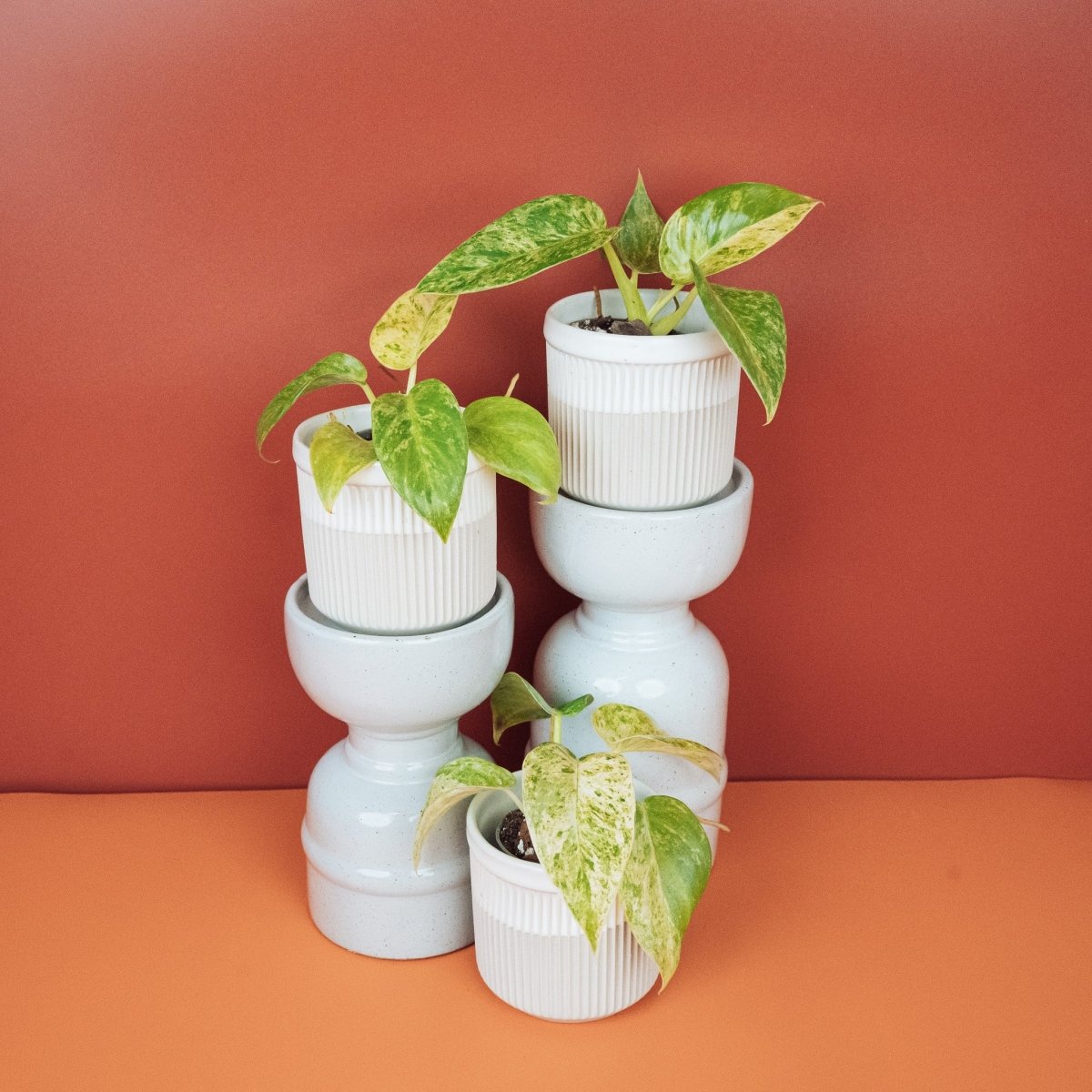 PHILODENDRON GIGANTUM VARIEGATA online bestellen bei potflourri